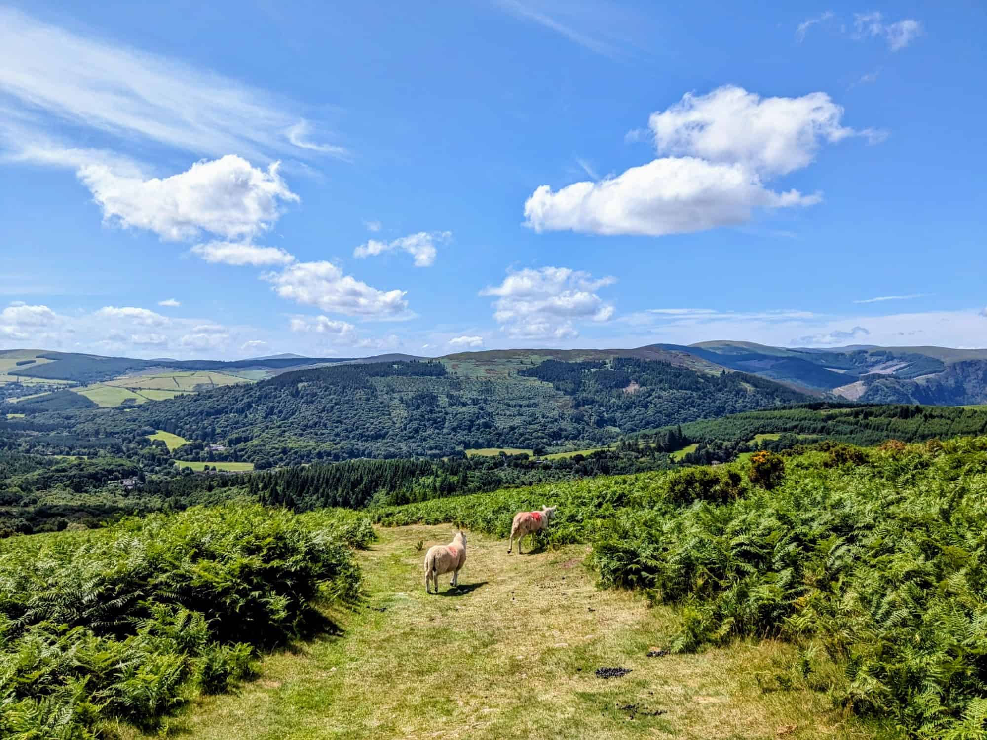 View of Irish countryside from top of a hill, with sheep on a grassy path in front, dense ferns on both sides, and hills in the background